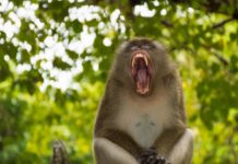 Cherry Plum per gli animali