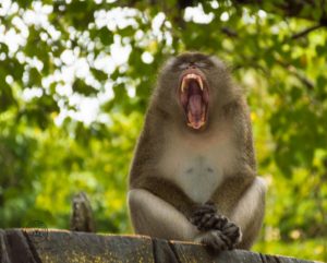 Cherry Plum per gli animali