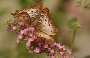 Chestnut Bud per gli animali