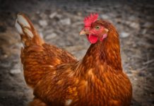 Chicory per gli animali