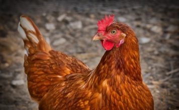 Chicory per gli animali