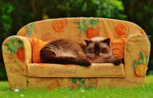 Clematis per gli animali