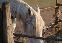 Elm per gli animali