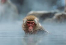 Gentian per gli animali