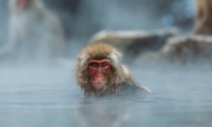 Gentian per gli animali