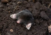 Gorse per gli animali