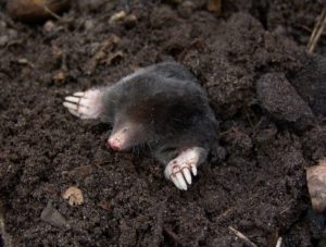 Gorse per gli animali