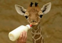 Heather per gli animali