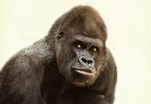 Holly per gli animali