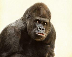 Holly per gli animali