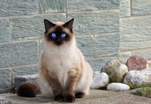 Honeysuckle per gli animali