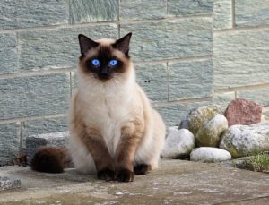 Honeysuckle per gli animali