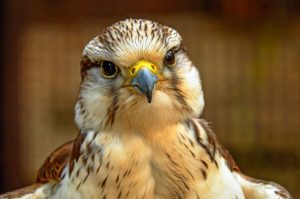 Impatiens per gli animali