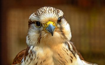 Impatiens per gli animali