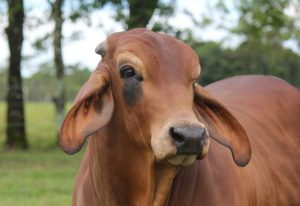 Larch per gli animali