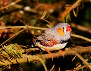 Mimulus per gli animali