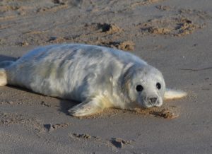 Mustard per gli animali