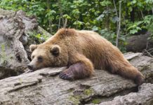 Olive per gli animali