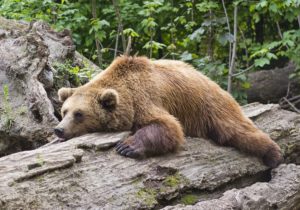 Olive per gli animali