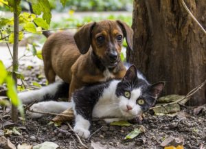 Pine per gli animali