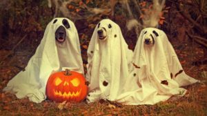 Rock Rose per gli animali