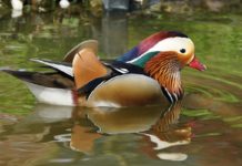 Rock Water per gli animali