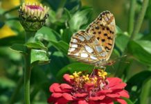 Scleranthus per gli animali