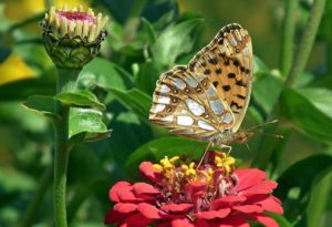 Scleranthus per gli animali