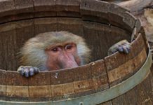 Sweet Chestnut per gli animali
