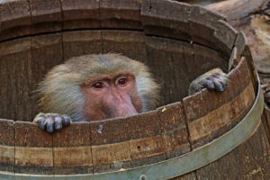 Sweet Chestnut per gli animali