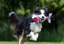 Vervain per gli animali