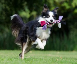 Vervain per gli animali