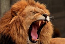 Vine per gli animali