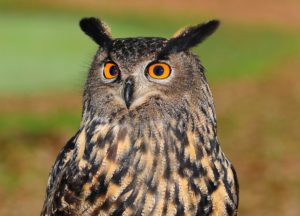 Water Violet per gli animali