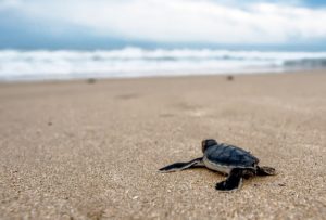 Wild Oat per gli animali