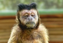 Wild Rose per gli animali