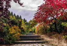 Il fiore di Bach Heather nel DSM-IV