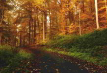 Il fiore di Bach Hornbeam nel DSM-IV