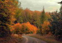 Il fiore di Bach Larch nel DSM-IV