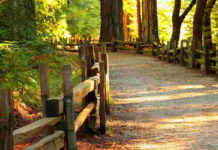 Il fiore di Bach Mimulus nel DSM-IV