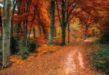 Il fiore di Bach Red Chestnut nel DSM-IV