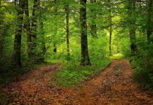 Il fiore di Bach Scleranthus nel DSM-IV