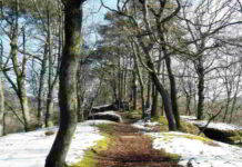 Il fiore di Bach Eweet Chestnut nel SM-IV