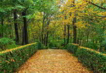 Il fiore di Bach Vine nel DSM-IV