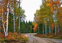 Il fiore di Bach Walnut nel DSM-IV