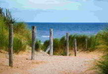 Il fiore di Bach Wild Oat nel DSM-IV