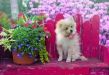 Fiori di Bach per gli animali