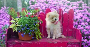 Fiori di Bach per gli animali