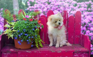 Fiori di Bach per gli animali