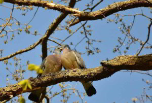 Affettività dei Fiori di Bach